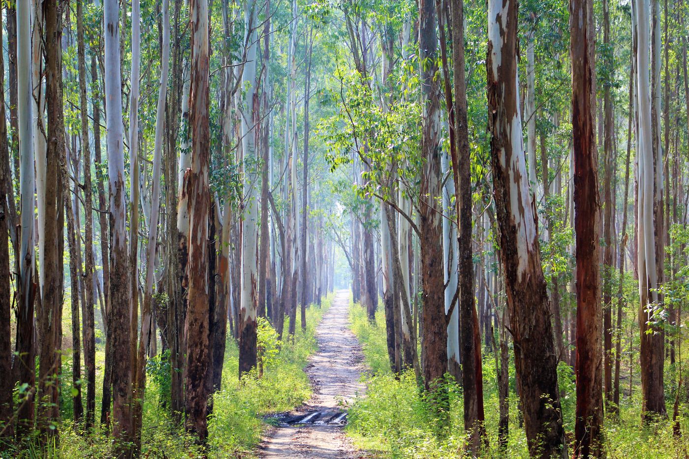 Sunlit forest trail in Wayanad, India