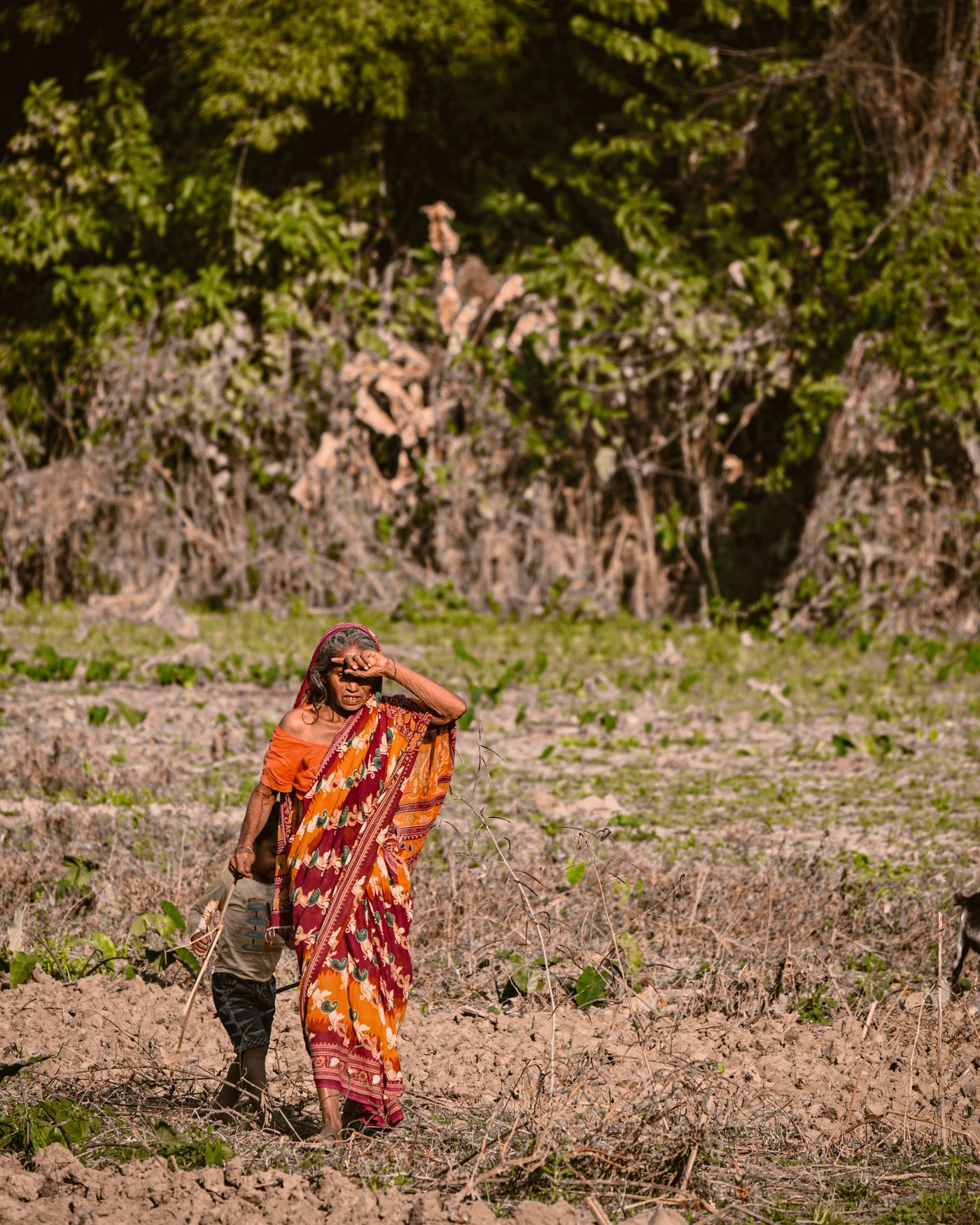 Indian woman farmer walking through a field
